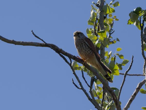 <h3><a href="/trips/extramadura/biota/animalia/chordata/aves/018 falconiformes/001 falconidae/falco tinnunculus/falco tinnunculus-nl.html">Falco&nbsp;tinnunculus</a> / Common&nbsp;kestrel / Torenvalk</h3>OM-1 Mark II met OLYMPUS M.150-400mm F4.5, 1/2000 sec  bij F4.5, ISO 200, afstand 58.1&nbsp;m